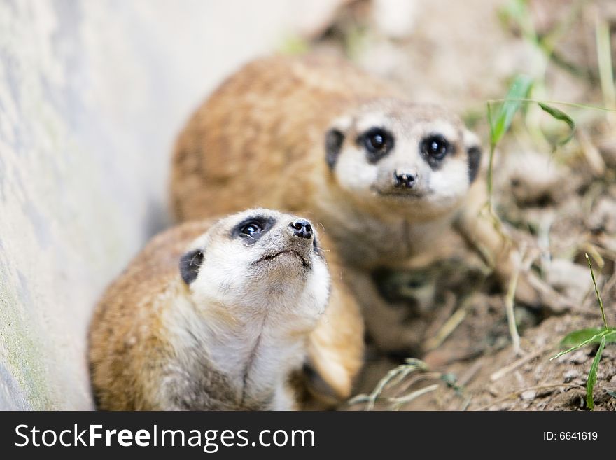 A portrait of the meerkat outside