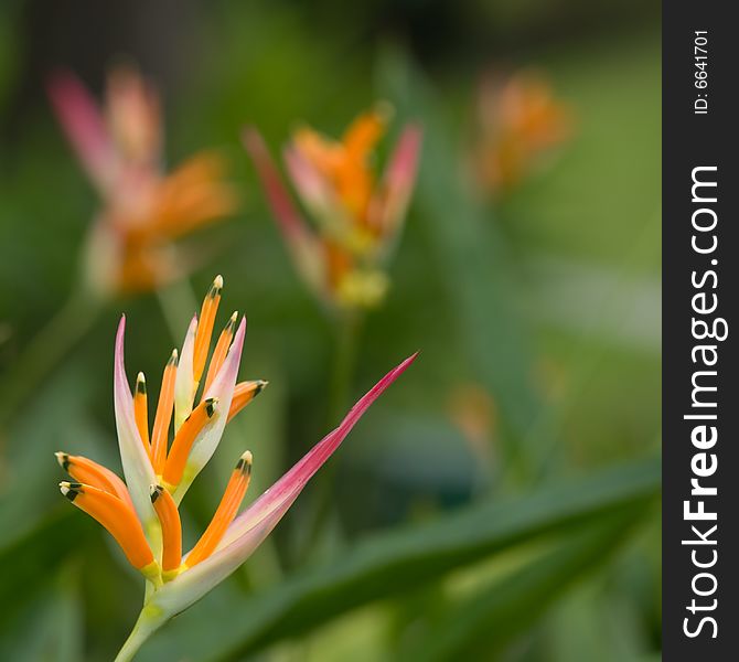 A fresh unblemished bloom of a colorful heliconia flower