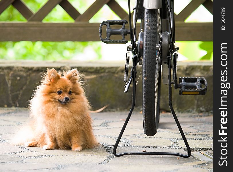 Pomeranian toy dog sitting and watching over its mistress bicycle. Pomeranian toy dog sitting and watching over its mistress bicycle