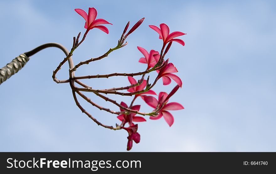 A bloom of red frangipanis against a blue sky