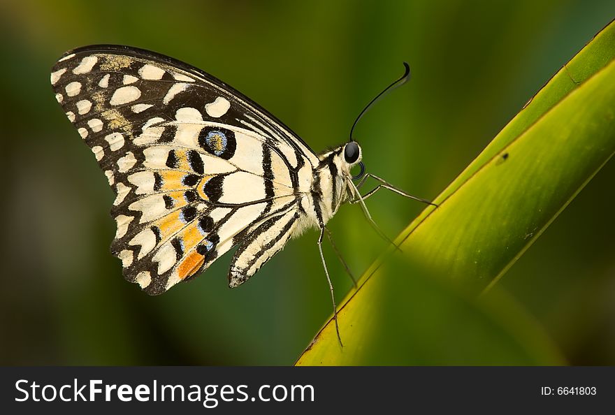 Lime Butterfly (Papilio demoleus malayanus) resting on the leaf of a heliconia at mid day