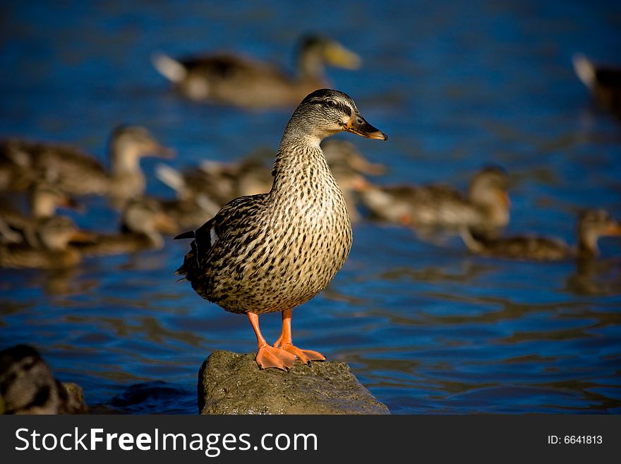 Wild Duck staying on Rocks on Albano lake, Italy