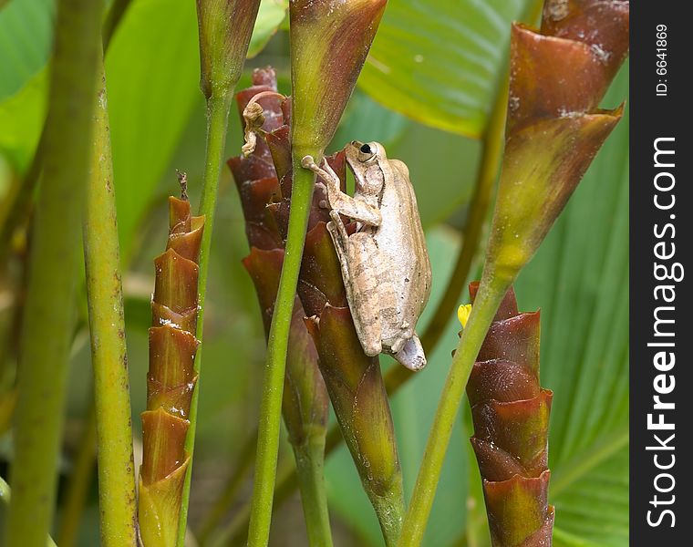 Frog on the flowers of the Calathea lutea. Frog on the flowers of the Calathea lutea