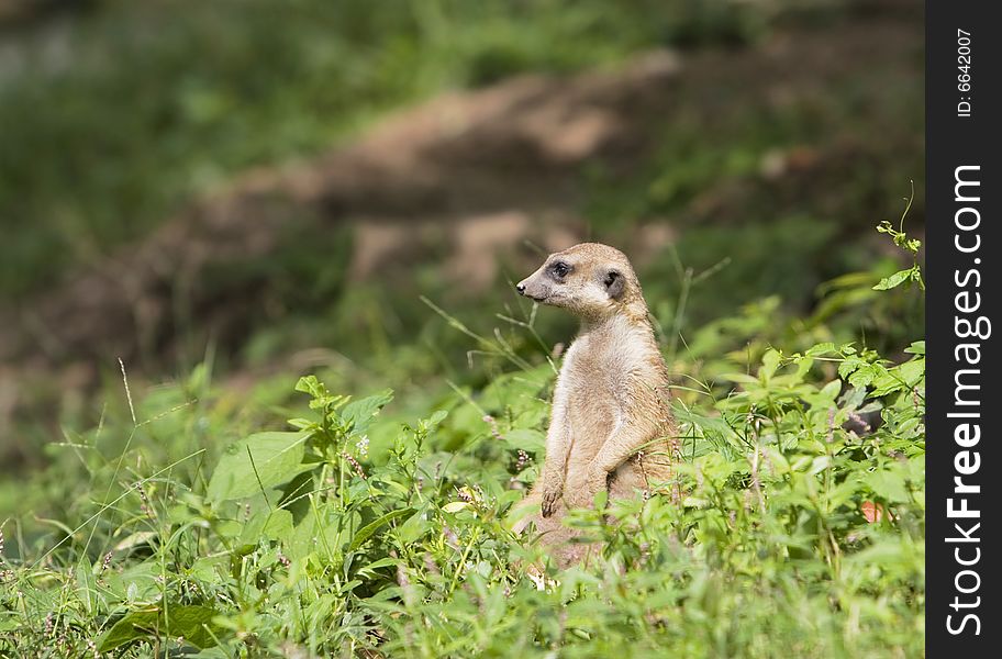 A portrait of the meerkat outside
