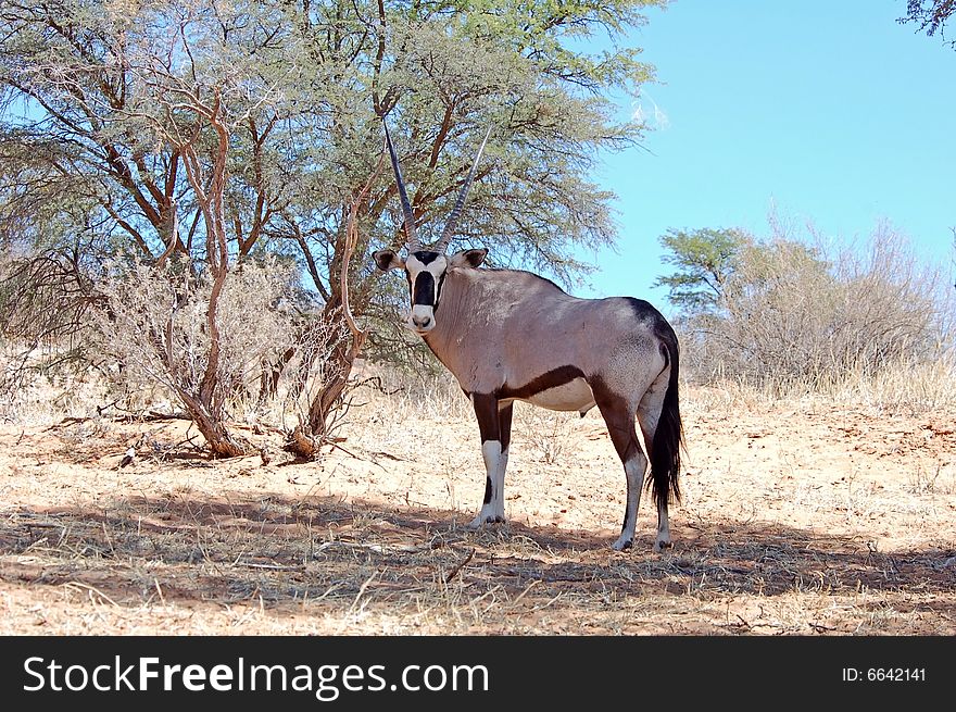 Gemsbok Antelope (Oryx gazella)