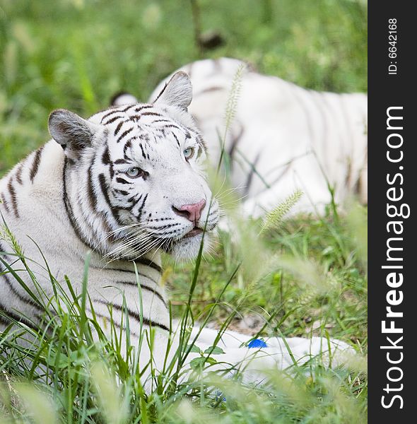 The white tiger in the grasses .