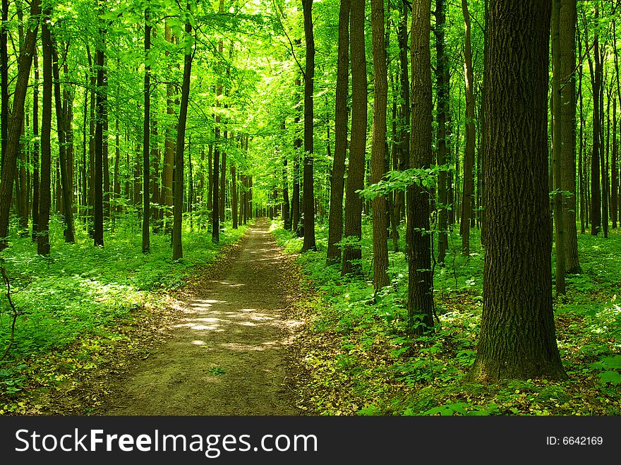 A path is in the green forest