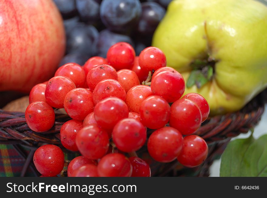 Autumnal Fruits