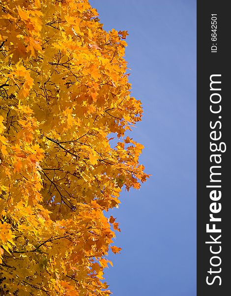 Autumn tree with blue sky. Autumn tree with blue sky.