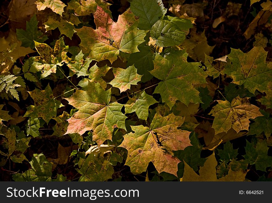 Maple young growth in autumn forest