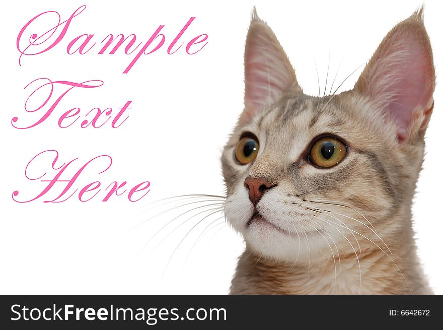 Nice pink-ears cat and sample text