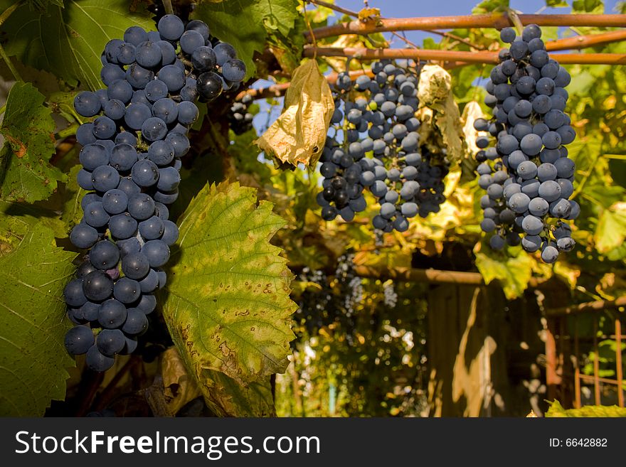 Grape clusters hanging on a vineyard branch. Grape clusters hanging on a vineyard branch