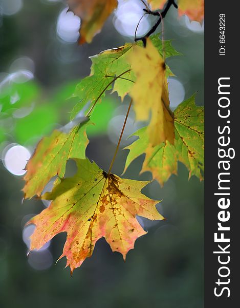 Closeup view of autumn leafs