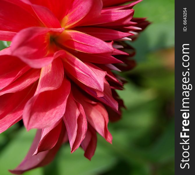 Close up of Dahlia; selective focus