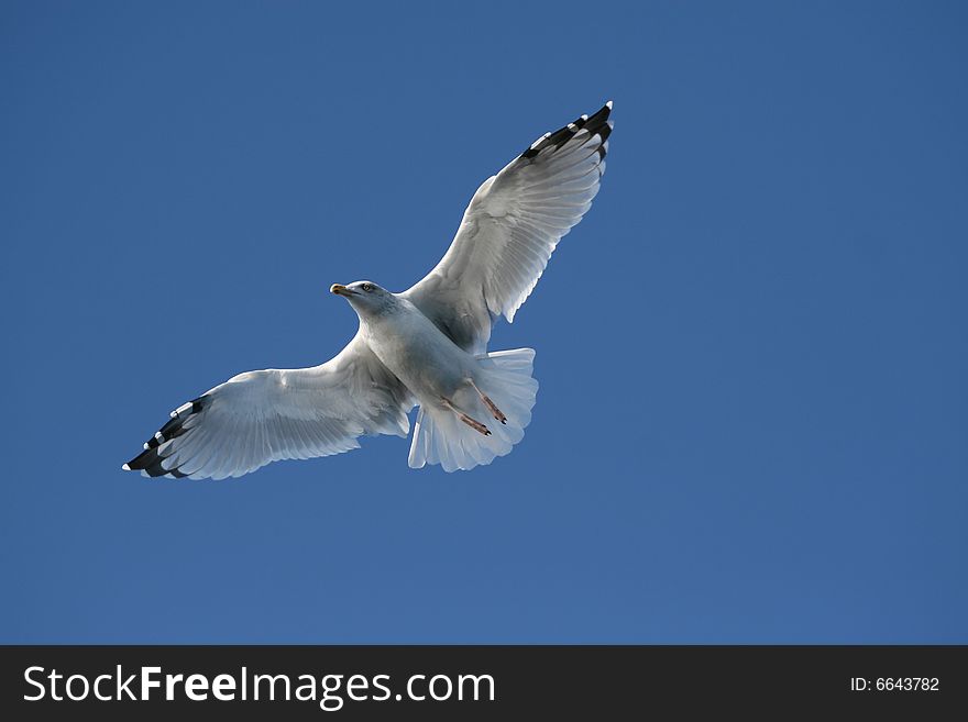 White seagull flying over water in the light of heaven