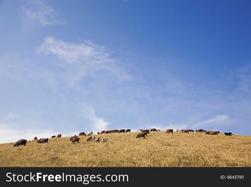 Cows on hill, summer, sun and blue sky