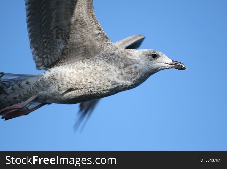 Grey seagull flying over water in the light of heaven