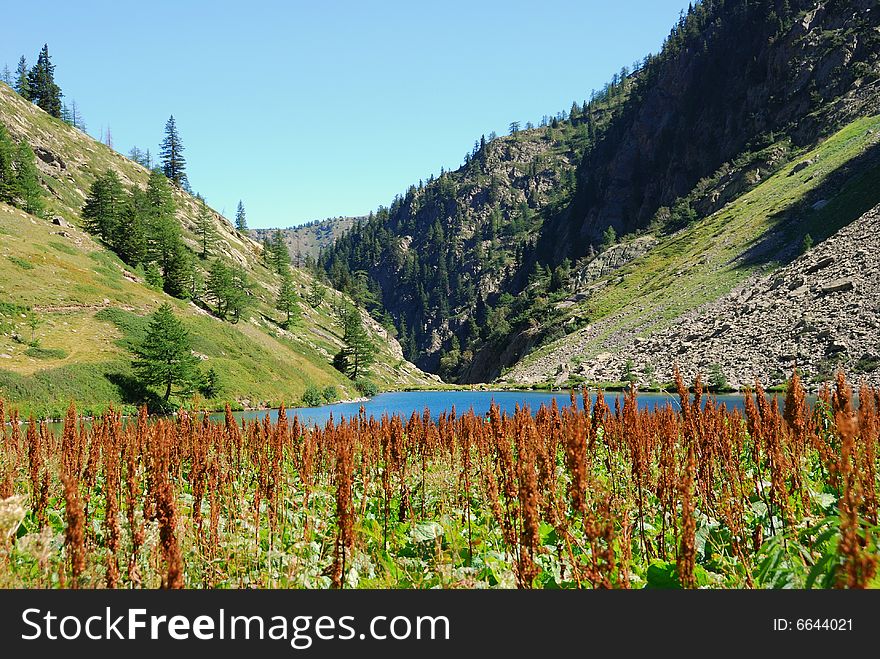 Alpine Landscape