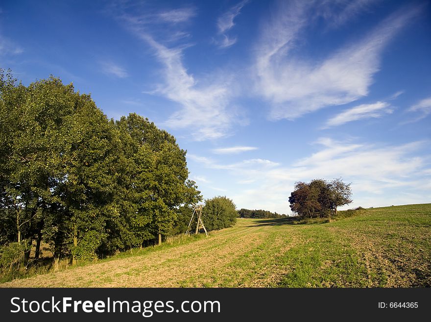 Trees on evening in Autumn Landscape