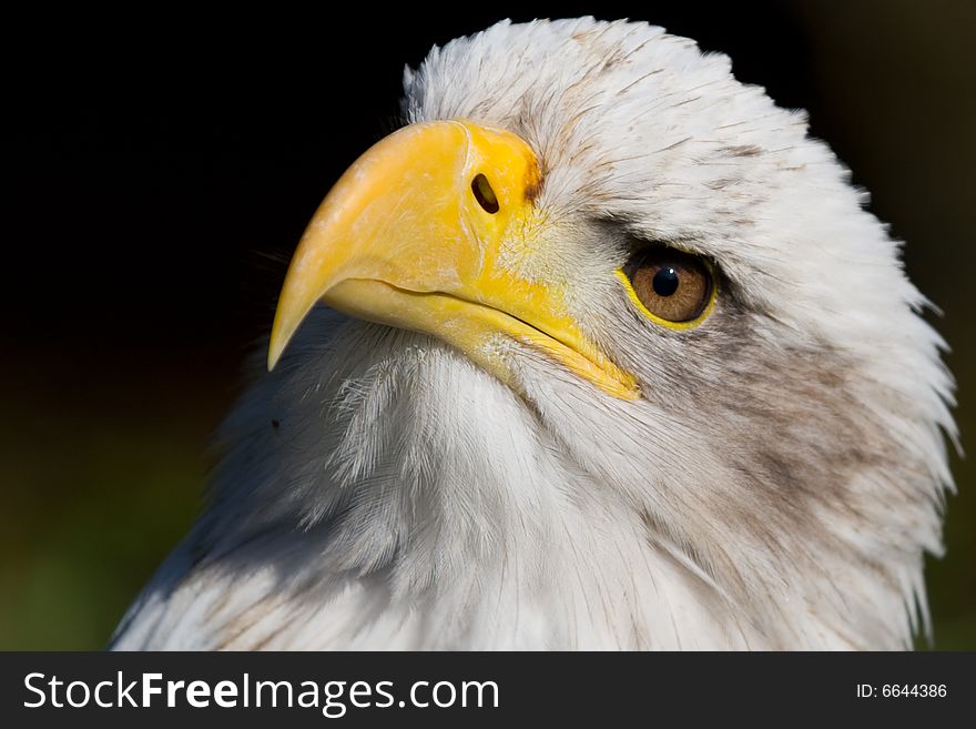 A bald eagle (haliaeetus leucocephalus)