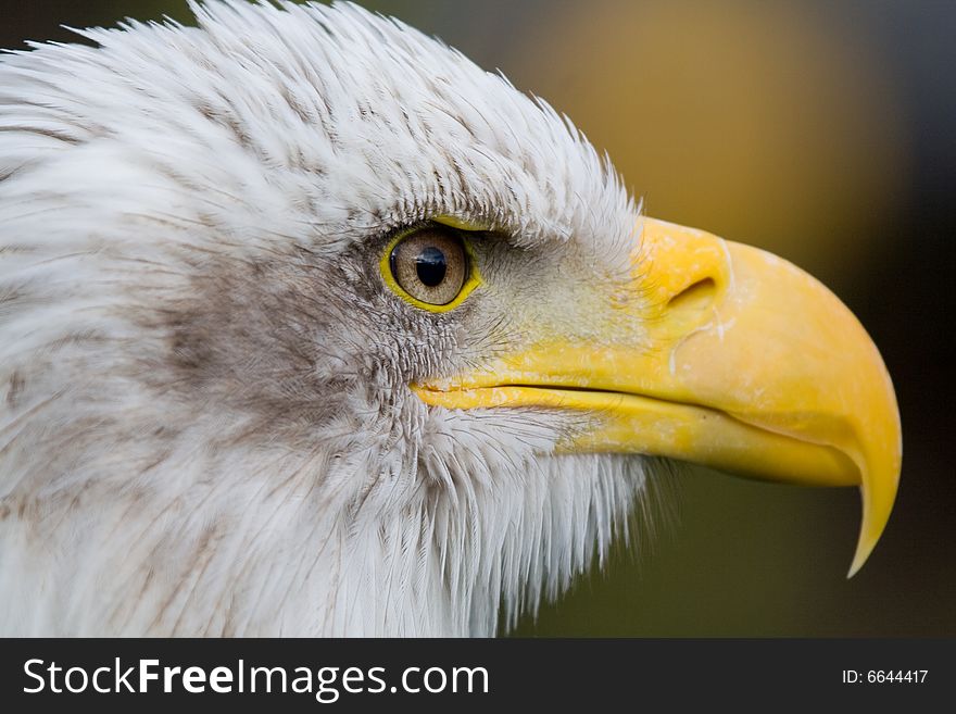 A bald eagle (haliaeetus leucocephalus)