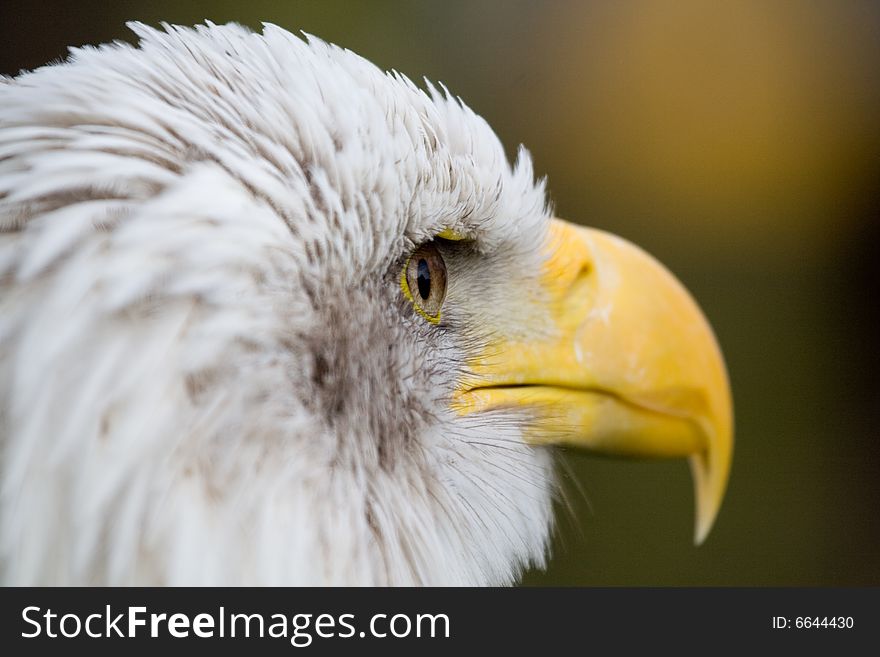 A bald eagle (haliaeetus leucocephalus)