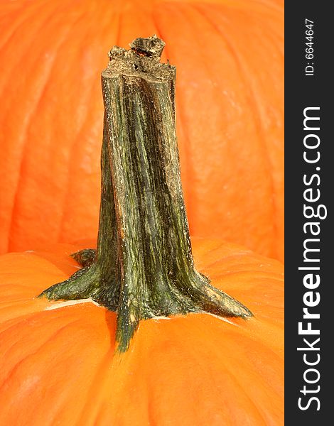 A orange Pumpkin stem macro