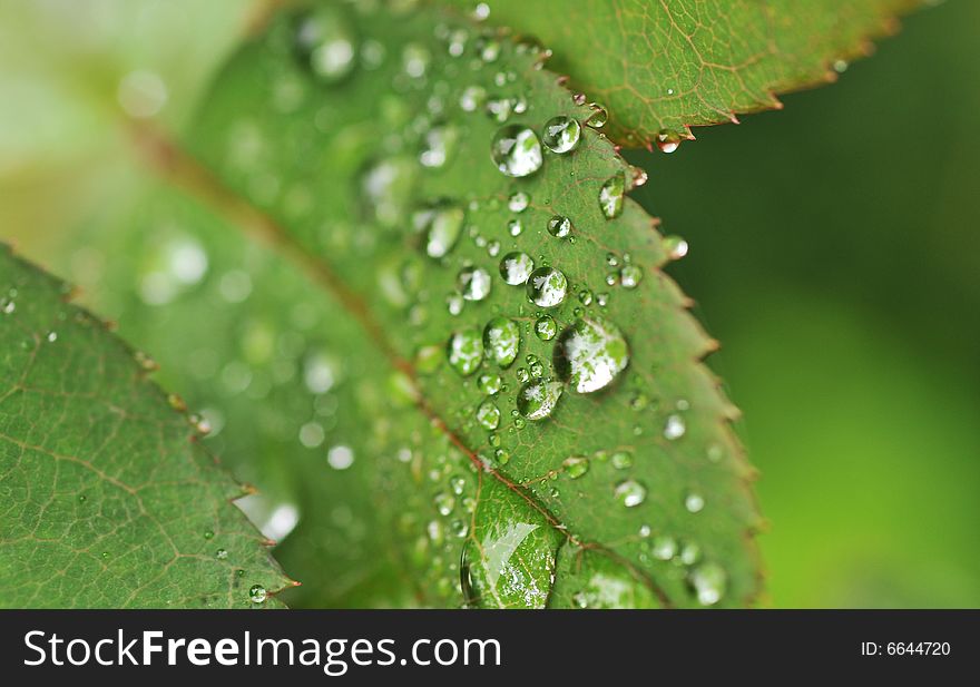 Raindrops on rose leaf in the garden