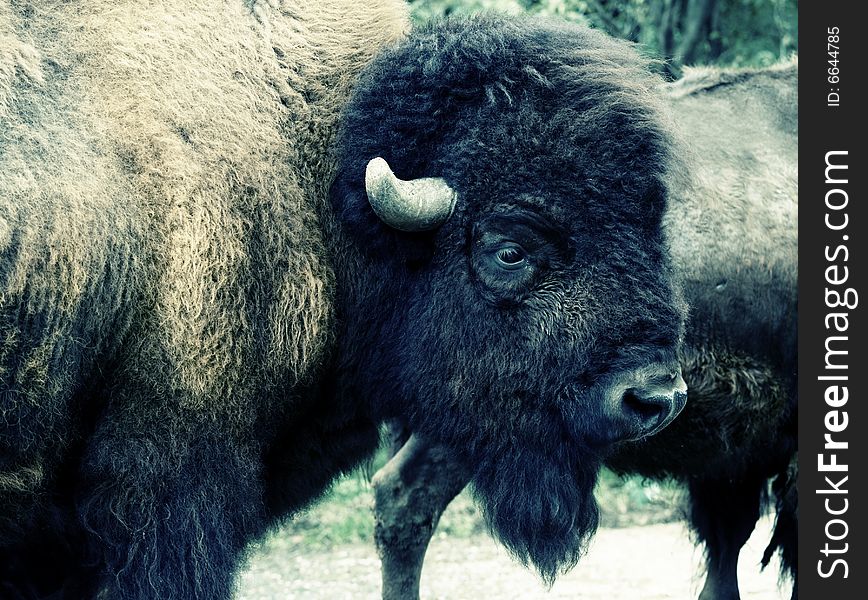 Acidic portrait of a bison. Acidic portrait of a bison