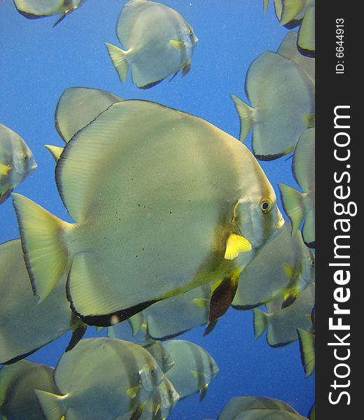 Batfish shoal swimming past at Sipadan