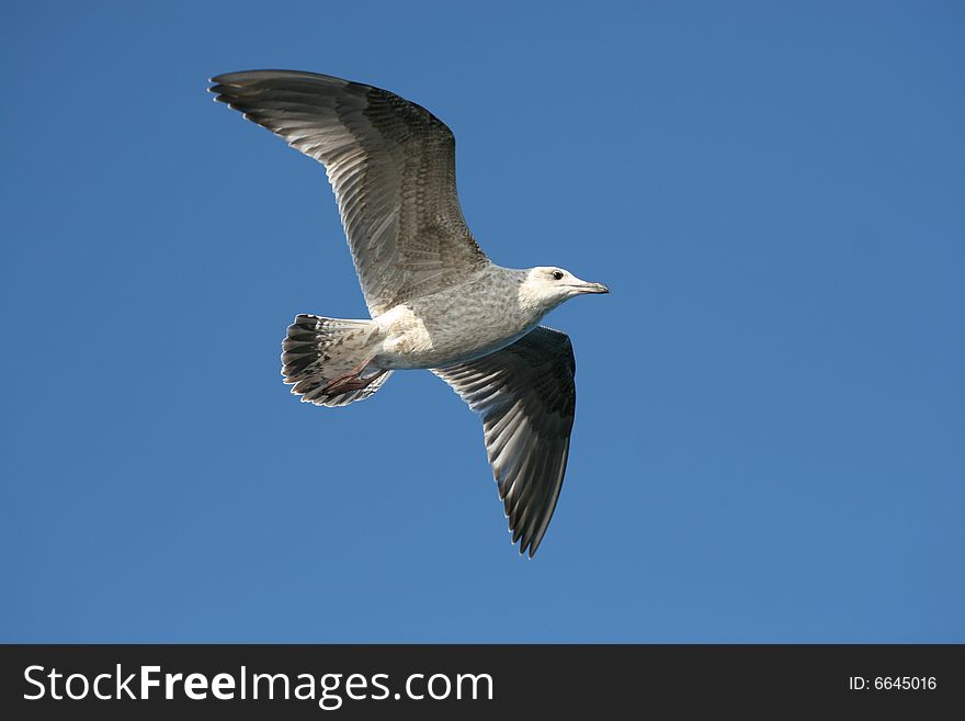 Grey seagull flying over water in the light of heaven