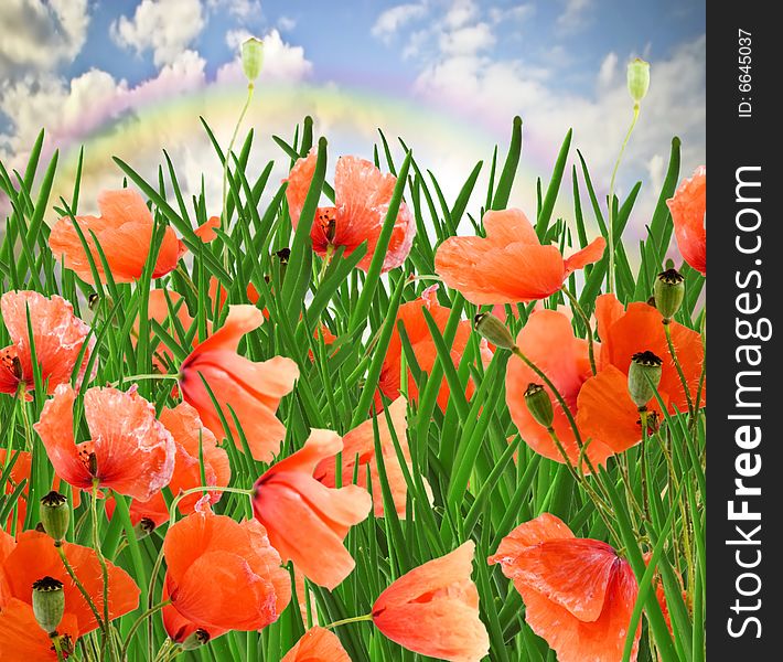 Poppy flowers, green grass and cloudy blue sky