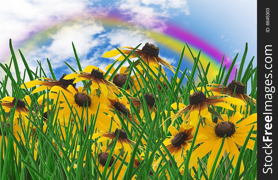 Colorful meadow - green grass and yellow flowers