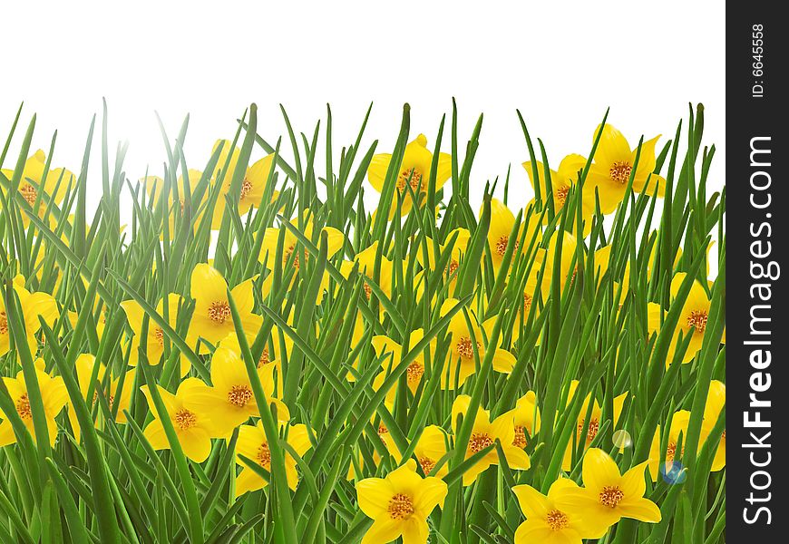 Meadow- yellow flowers and green grass