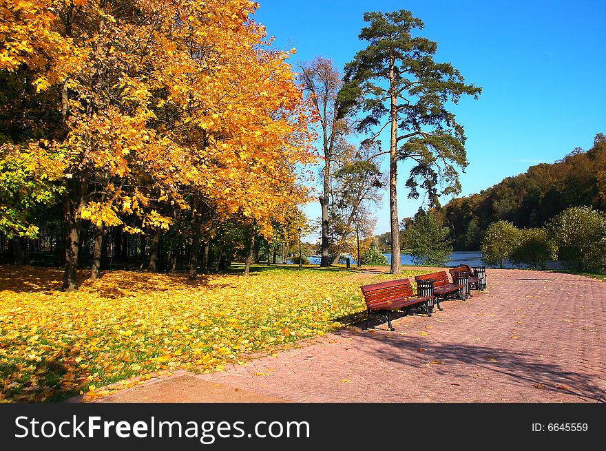 In autumn park there are the empty benches, around fallen down foliage, on a background a lonely pine