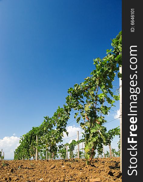 Rows of a grapevine against the sky. Rows of a grapevine against the sky