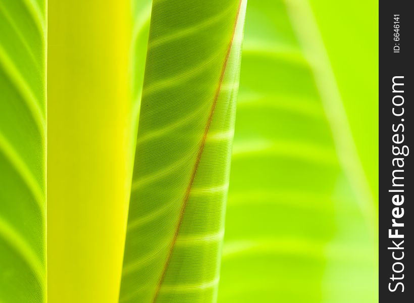 Natural abstract of leaves of a banana tree species, Ensete Superbum.