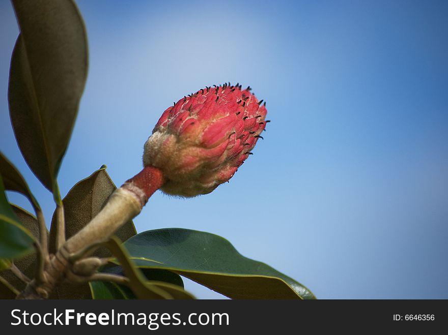 Red Flower bud against a soft foucus sky background
