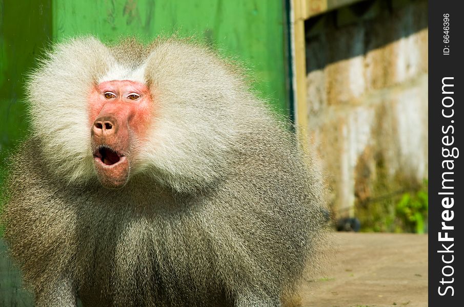 Close-up of a suprised baboon monkey