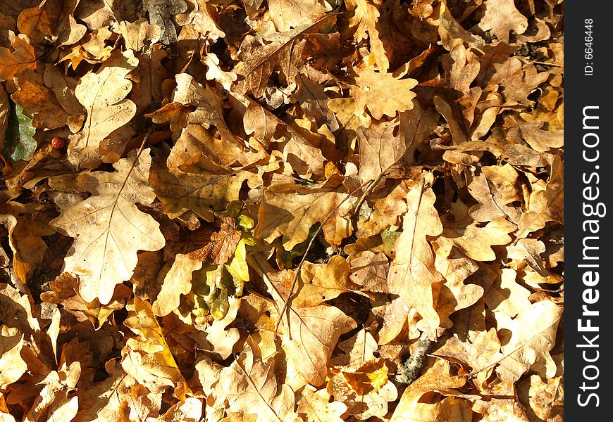 Autumn very close colorful fall and background