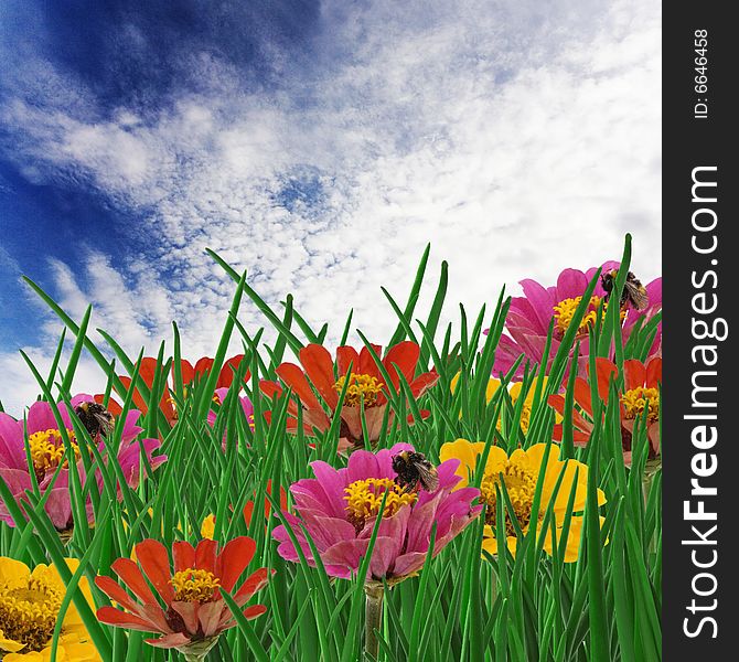 Spring meadow with yellow and red   flowers; bees on flowers