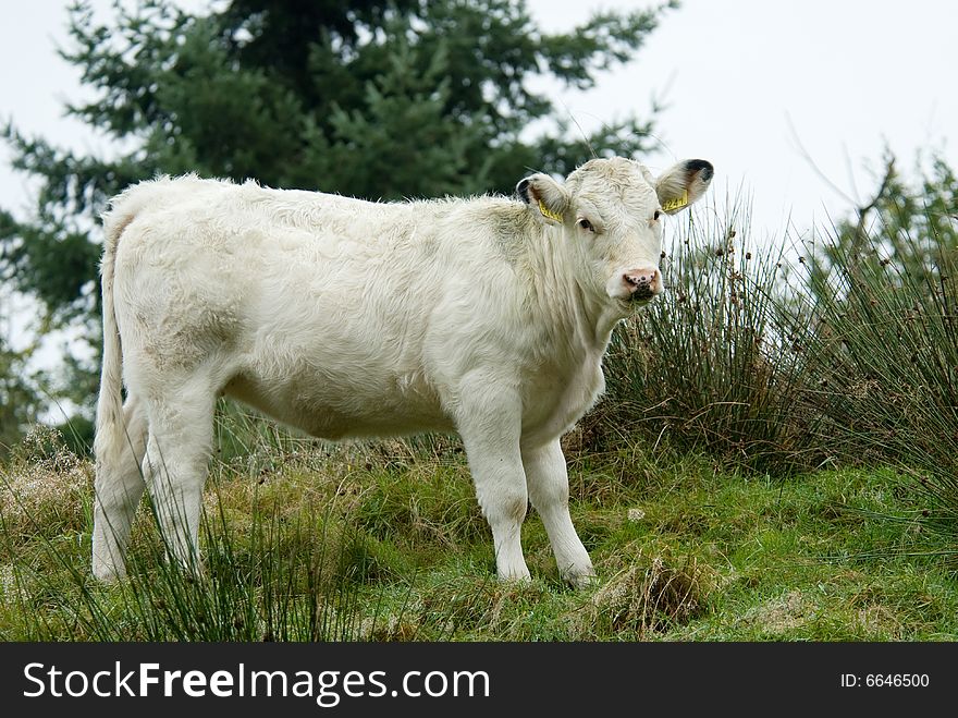 Beautiful white cow on top of a hill