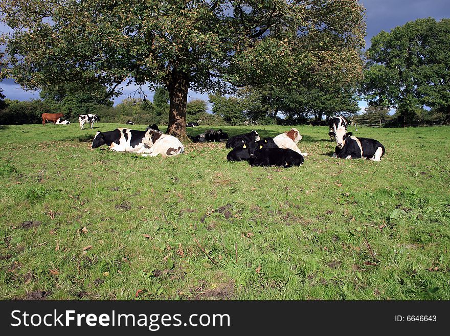 Cattle resting on a warm summers day in rural Ireland. Cattle resting on a warm summers day in rural Ireland
