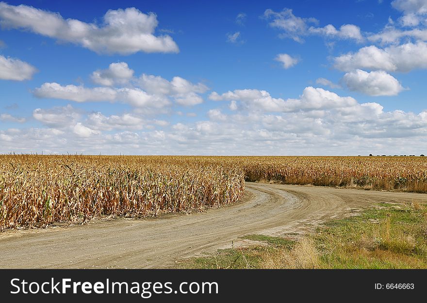 Corn field on blue sky with clouds in autumn