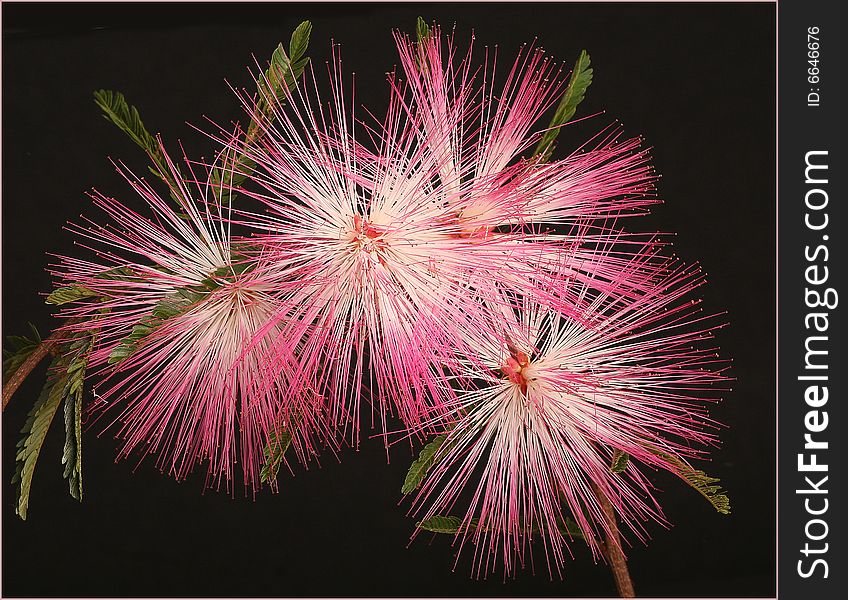 Calliandra Selloi. Powder puff pink flowers. Calliandra Selloi. Powder puff pink flowers