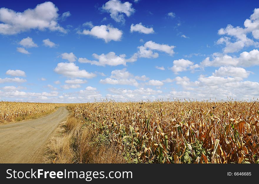 Corn field on blue sky with clouds in autumn