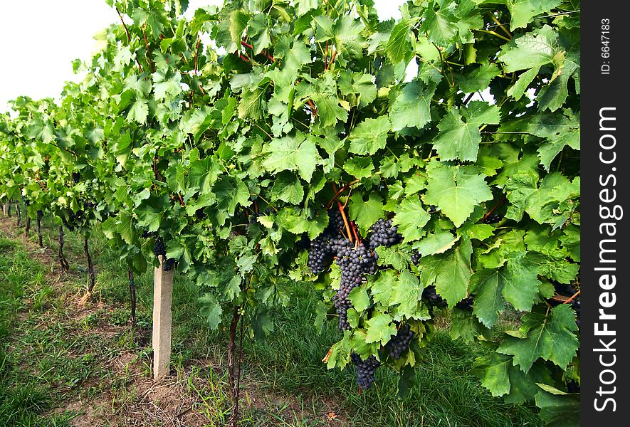 Ripe grapes on an excellent rod of a vineyard. South Moravia. The Czech Republic. Ripe grapes on an excellent rod of a vineyard. South Moravia. The Czech Republic