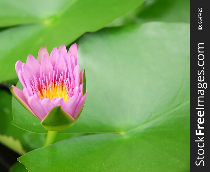 Beautiful rose water lily (lotus)