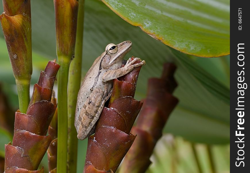 A frog hidden in a dense clump of clalathea lutea plant, resting on a tubular spiral bract of its flower. A frog hidden in a dense clump of clalathea lutea plant, resting on a tubular spiral bract of its flower.