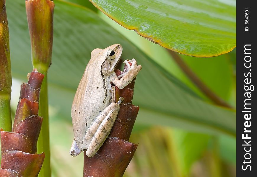 A frog hidden in a dense clump of clalathea lutea plant, resting on a tubular spiral bract of its flower. A frog hidden in a dense clump of clalathea lutea plant, resting on a tubular spiral bract of its flower.